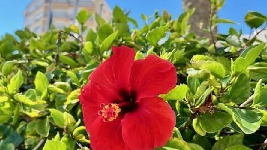 3 bedrooms apartment for sale, Torrevieja, Spain No. 1939 № 24